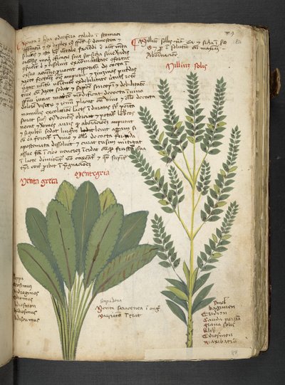Adja hozzá az MS 41623 "A gyógynövény", Belluno (tinta és szín a pergamen) alkotó: Italian School