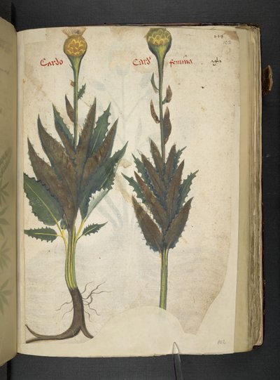 Adja hozzá az MS 41623 f.102r Cardo 