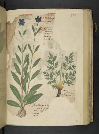 Adja hozzá az MS 41623 f.104r Sassifraga-t, az 