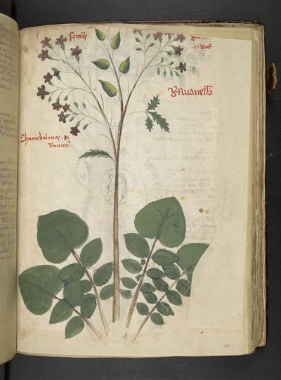 Adja hozzá az MS 41623 f.110r 