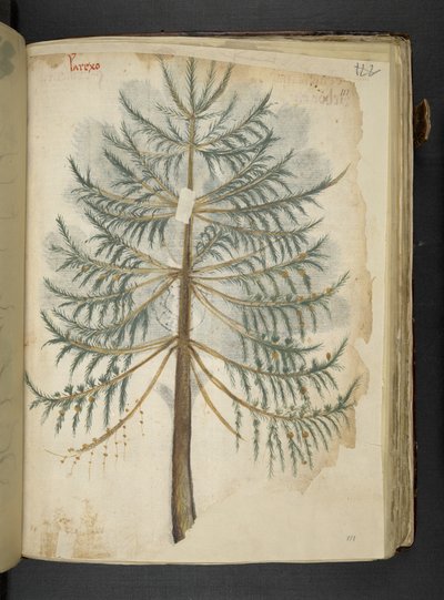 Adja hozzá az MS 41623 f.111r „A gyógynövény”, Belluno (tinta és színes pergamen) alkotó: Italian School