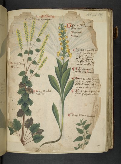 Adja hozzá az MS 41623 f.113r 