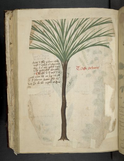 Adja hozzá az MS 41623 f.113v Tarro Arboro-t, az 