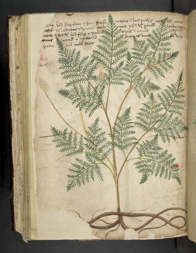 Adja hozzá az MS 41623 f.114v 
