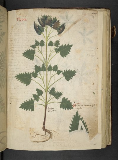 Adja hozzá az MS 41623 f.115r Nepta-t, az 