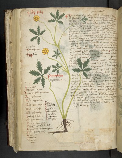 Add MS 41623 f.115v Pentafilon (or 