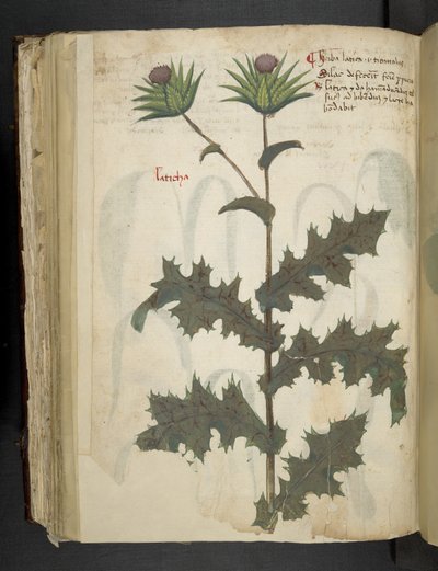 Adja hozzá az MS 41623 f.117v Thistle 