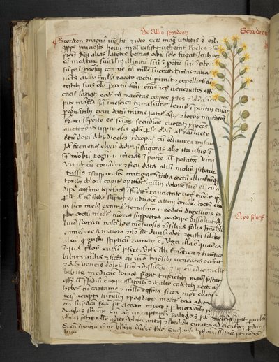 Adja hozzá az MS 41623 f.119v 