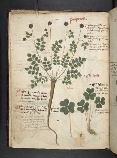 Adjon hozzá MS 41623 f.14v A gyógynövényt, Belluno (tinta és színes pergamen) alkotó: Italian School