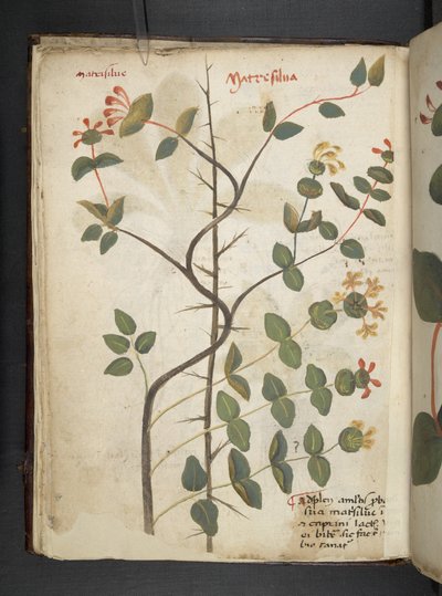 Adjon hozzá MS 41623 f.15v A gyógynövényt, Belluno (tinta és színes pergamen) alkotó: Italian School