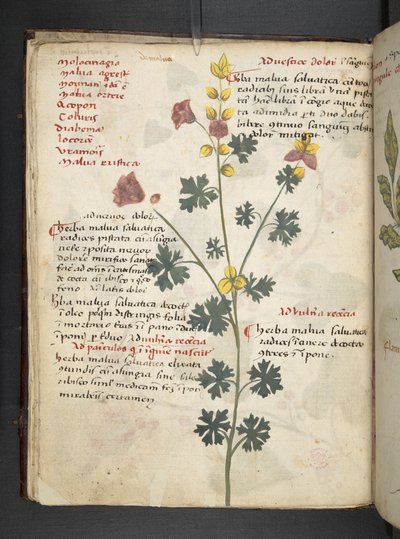 Adjon hozzá MS 41623 f.19v A gyógynövényt, Belluno (tinta és színes pergamen) alkotó: Italian School