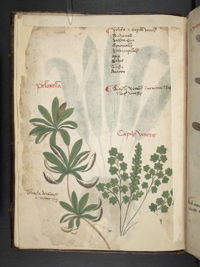 Adjon hozzá MS 41623 f.1v A gyógynövényt, Belluno (tinta és színes pergamen) alkotó: Italian School