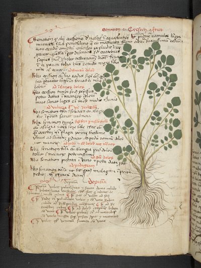 Adja hozzá az MS 41623 f.32v 