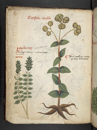 Adja hozzá az MS 41623 f.37v 