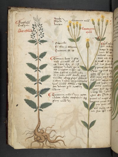 Adja hozzá az MS 41623 f.48v 