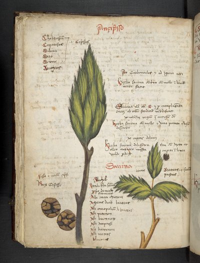 Adja hozzá az MS 41623 f.62v 