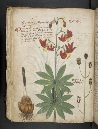 Adja hozzá az MS 41623 f.66v 