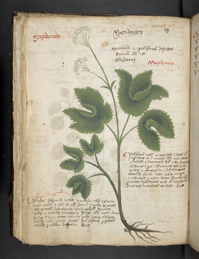 Adja hozzá az MS 41623 f.67v 