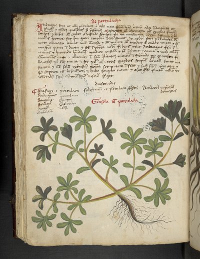Adja hozzá az MS 41623 f.81v De Portulaca-t, az „A herbal” cégtől, Belluno (tinta és szín a pergamen) alkotó: Italian School