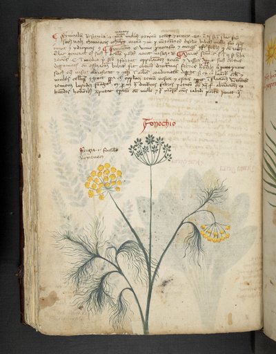 Adja hozzá az MS 41623 f.84v Finocchio-t, az „A herbal” termékből, Belluno (tinta és szín a pergamen) alkotó: Italian School