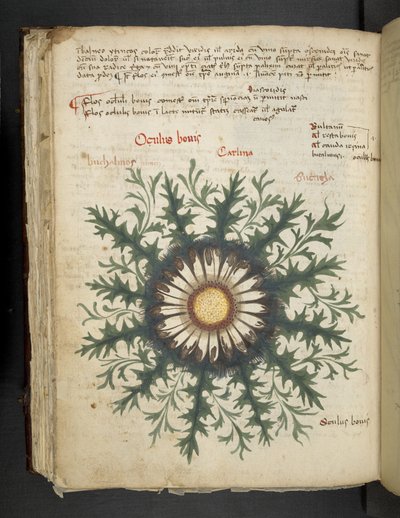 Adja hozzá az MS 41623 f.97v Carlina-t, az 