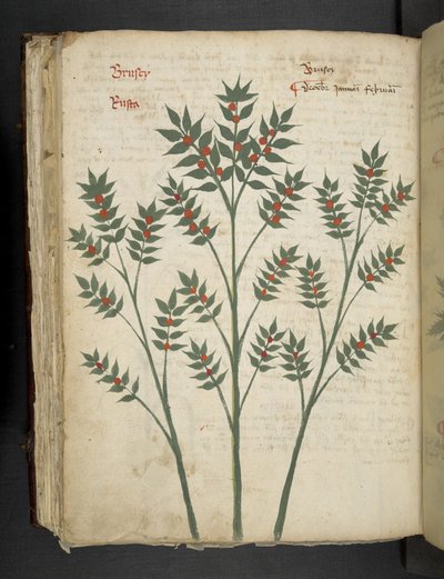 Adja hozzá az MS 41623 f.99v 