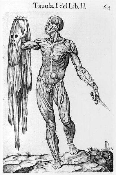 Anatómiai tanulmány, 64. tábla, illusztráció az Anatomia del corpo humanoból, Juan de Valverde (kb. 1525-kb. 1587) Róma, 1560 alkotó: Italian School