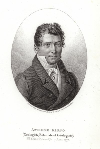 Antoine Risso alkotó: Italian School