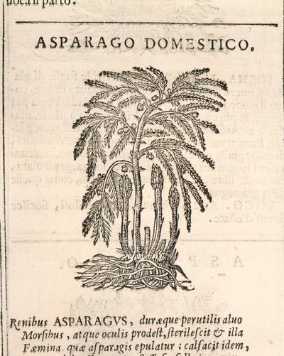 Spárga (Asparagus officinalis), metszet Castor Durante alkotó: Italian School