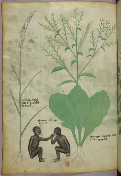 Botanikai és állatábrázolás egy növényről és két majomról, 1440 körül (tinta és szín, pergamen) alkotó: Italian School