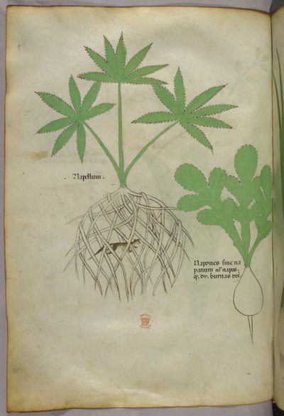 Botanikai illusztráció, 1440 körül (tinta és szín, pergamen) alkotó: Italian School