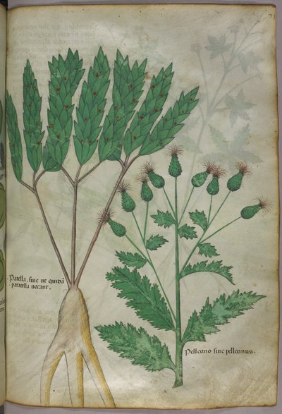 Botanikai illusztráció, 1440 körül (tinta és szín, pergamen) alkotó: Italian School