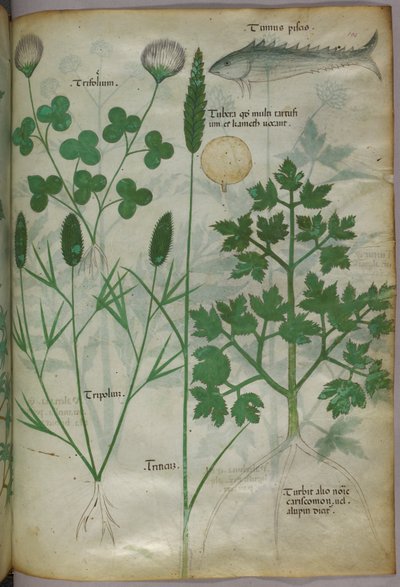Botanikai illusztráció, 1440 körül (tinta és szín, pergamen) alkotó: Italian School