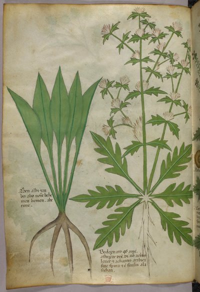 Botanikai illusztráció, 1440 körül (tinta és szín, pergamen) alkotó: Italian School