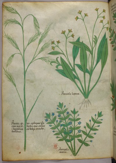 Botanikai illusztráció, 1440 körül (tinta és szín, pergamen) alkotó: Italian School