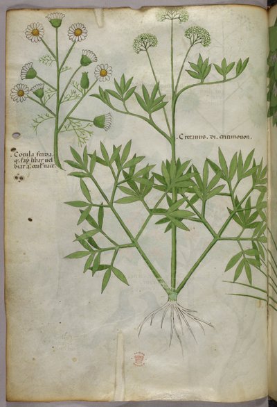 Botanikai illusztráció, 1440 körül (tinta és szín, pergamen) alkotó: Italian School