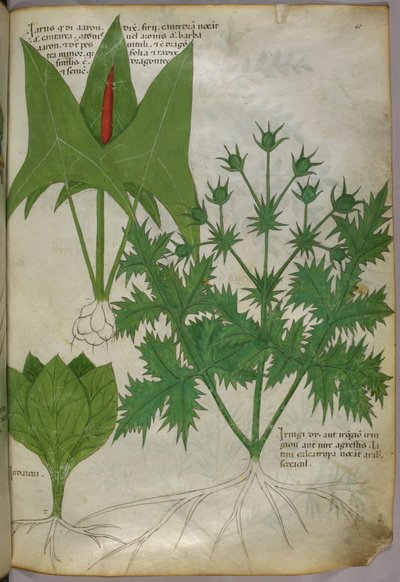 Botanikai illusztráció, 1440 körül (tinta és szín, pergamen) alkotó: Italian School