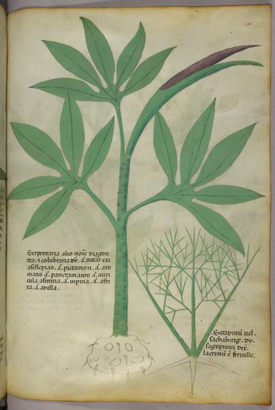 Botanikai illusztráció, 1440 körül (tinta és szín, pergamen) alkotó: Italian School