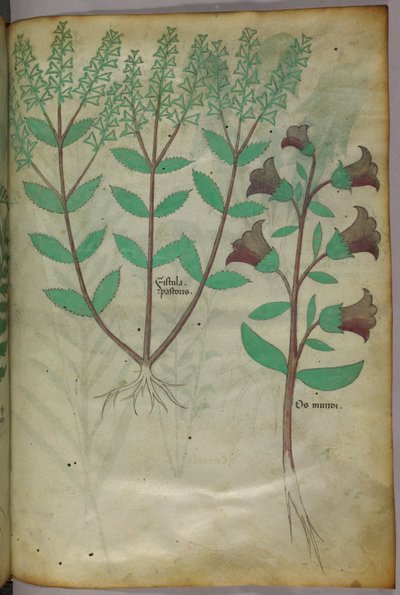 Botanikai illusztráció, 1440 körül (tinta és szín, pergamen) alkotó: Italian School
