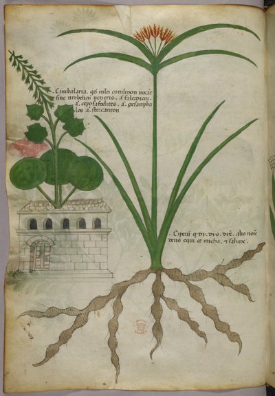 Botanikai illusztráció, 1440 körül (tinta és szín, pergamen) alkotó: Italian School