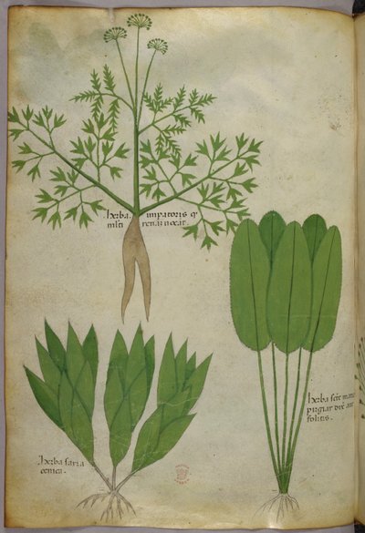 Botanikai illusztráció, 1440 körül (tinta és szín, pergamen) alkotó: Italian School