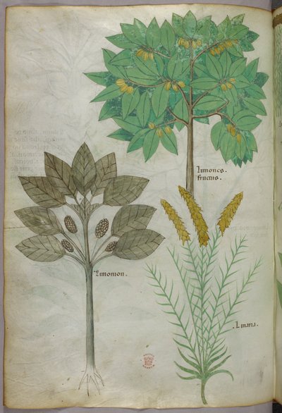 Botanikai illusztráció, 1440 körül (tinta és szín, pergamen) alkotó: Italian School