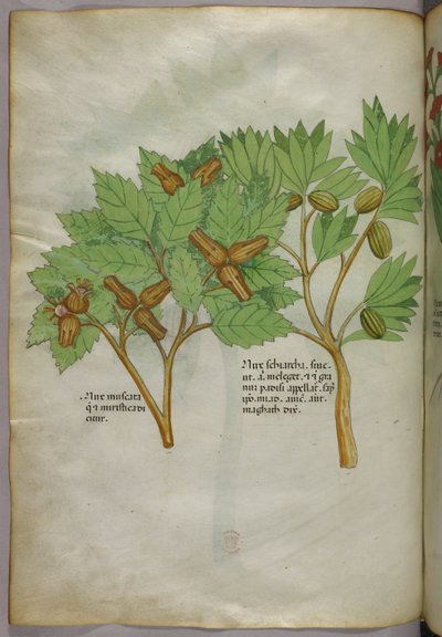 Botanikai illusztráció, 1440 körül (tinta és szín, pergamen) alkotó: Italian School