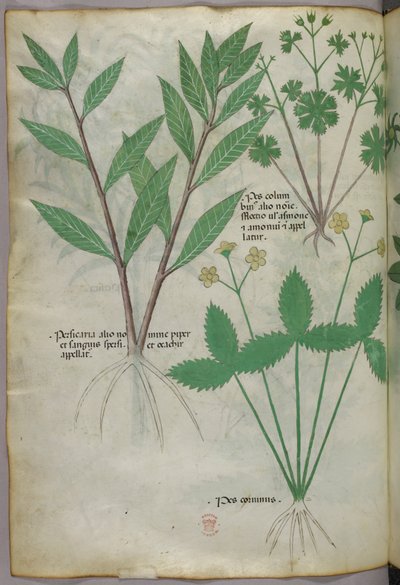 Botanikai illusztráció, 1440 körül (tinta és szín, pergamen) alkotó: Italian School