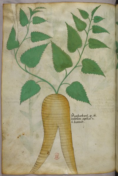 Botanikai illusztráció, 1440 körül (tinta és szín, pergamen) alkotó: Italian School
