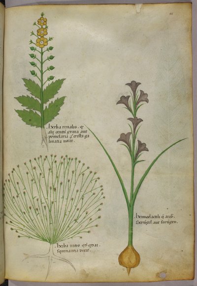 Botanikai illusztráció, 1440 körül (tinta és szín, pergamen) alkotó: Italian School