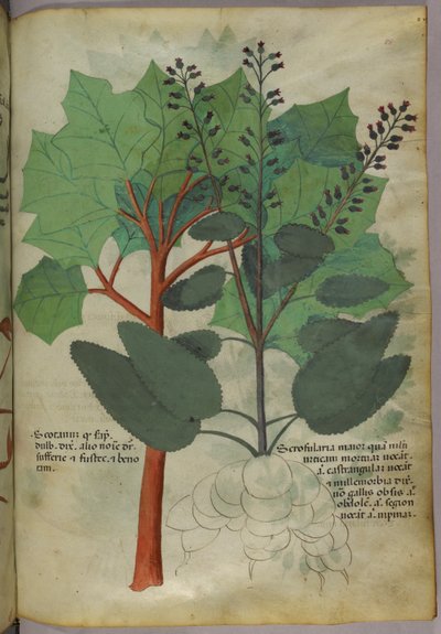 Botanikai illusztráció, 1440 körül (tinta és szín, pergamen) alkotó: Italian School