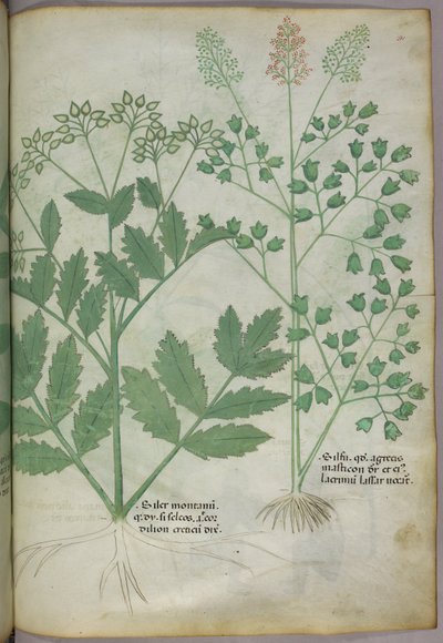 Botanikai illusztráció, 1440 körül (tinta és szín, pergamen) alkotó: Italian School