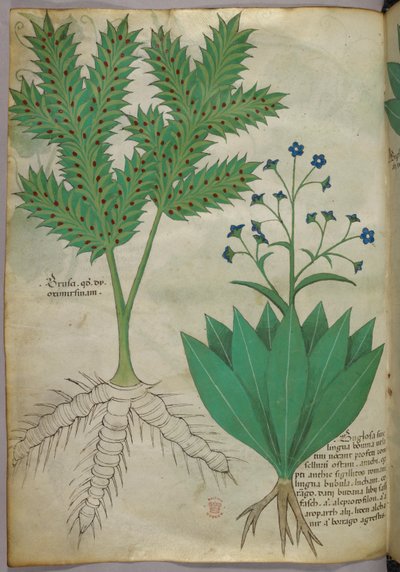 Botanikai illusztráció, 1440 körül (tinta és szín, pergamen) alkotó: Italian School
