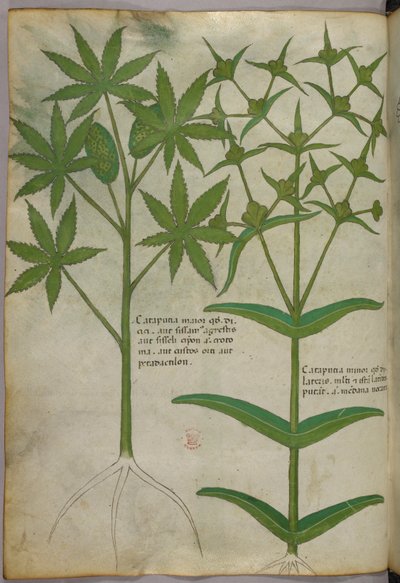 Botanikai illusztráció, 1440 körül (tinta és szín, pergamen) alkotó: Italian School